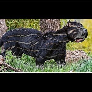 Meet your Posher, Dennis